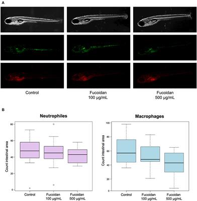 Intestinal Microbiota and Immune Modulation in Zebrafish by Fucoidan From Okinawa Mozuku (Cladosiphon okamuranus)